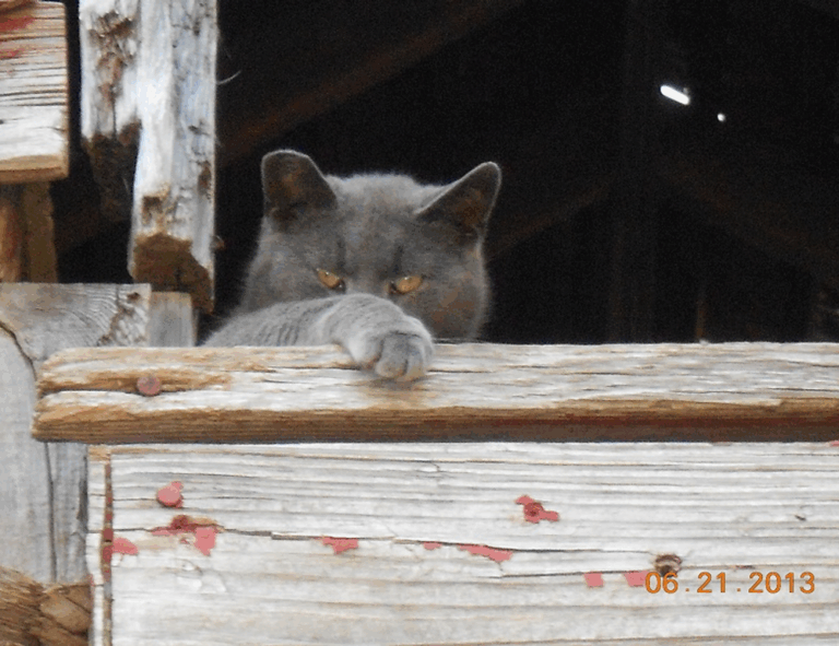 ai graphic design gfxrobotection