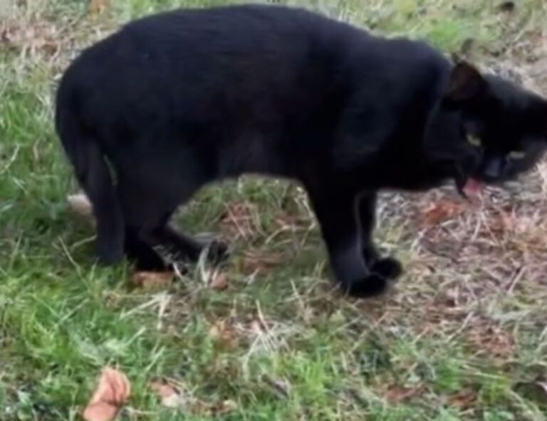 buzzardcoding coding tricks by feedbuzzard