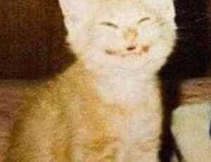 gfxrobotection ai software by gfxmaker