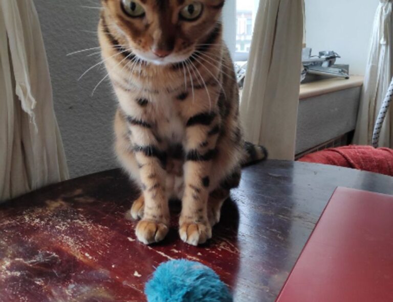 graphic design gfxrobotection