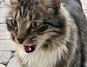 how to run genboostermark python in online