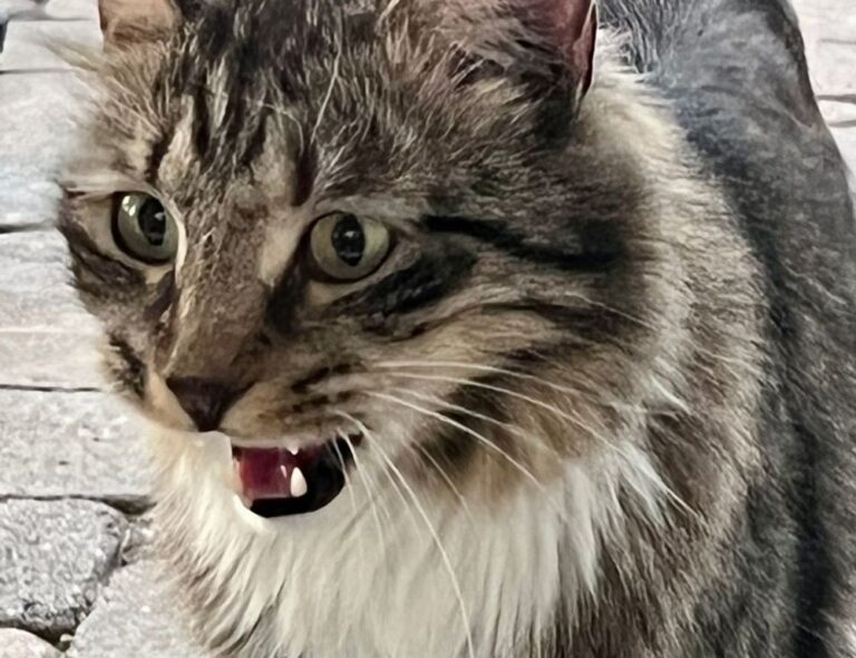 how to run genboostermark python in online