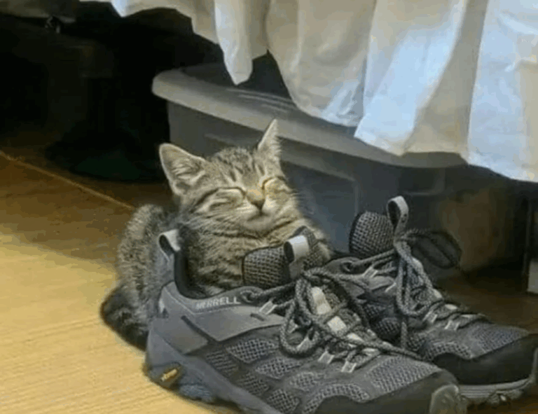 latest hacks buzzardcoding