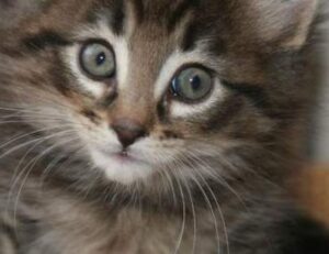 photoshop gfxprojectality