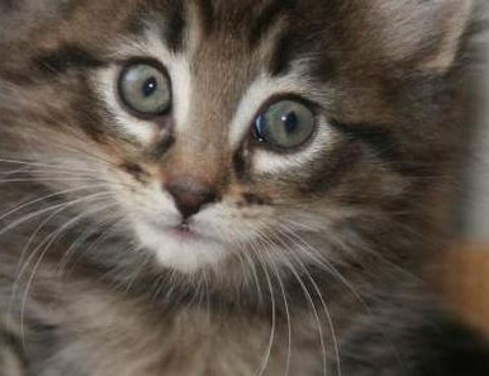 photoshop gfxprojectality