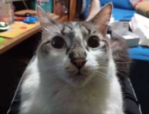 robotic software gfxrobotection