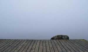 tips and tricks buzzardcoding