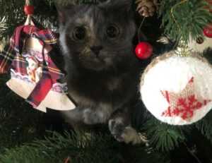 what is digital craft gfxrobotection