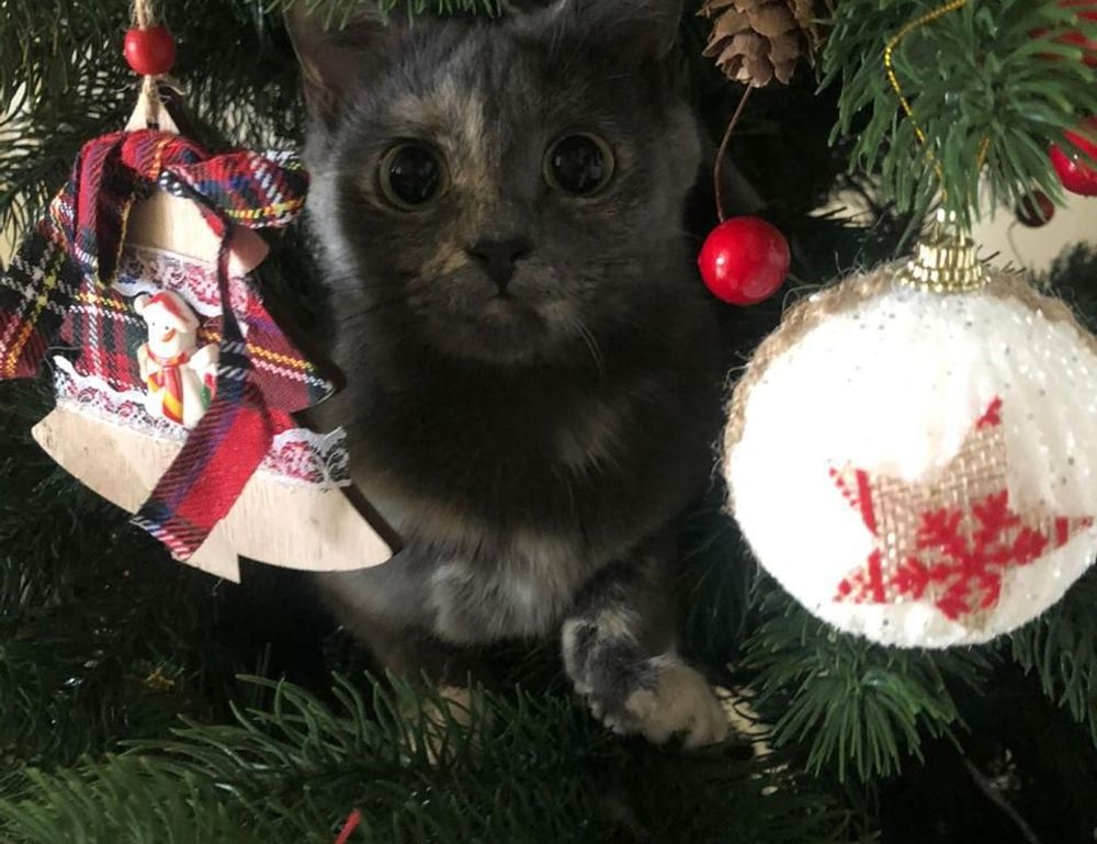 what is digital craft gfxrobotection