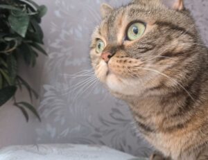 why genboostermark software is so popular