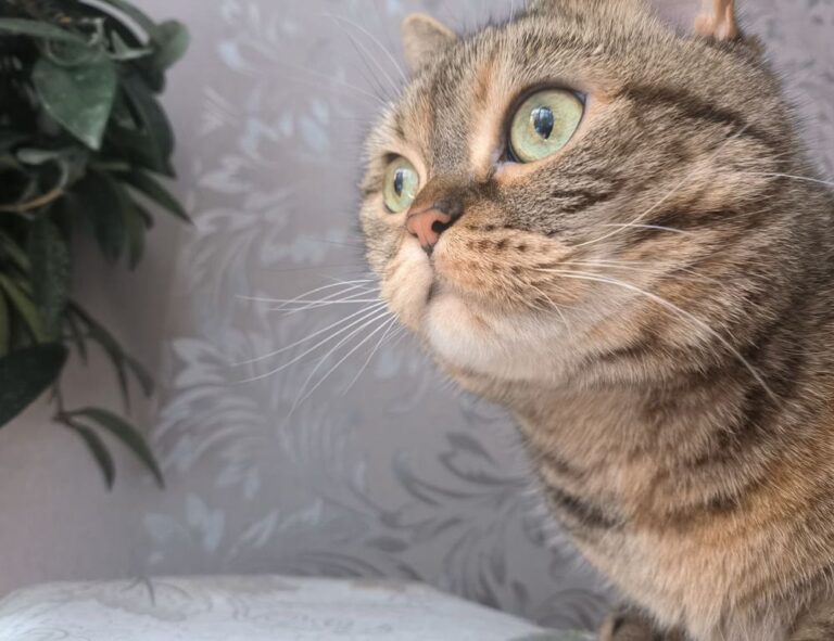 why genboostermark software is so popular