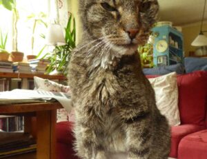 how is mogothrow77 software installation