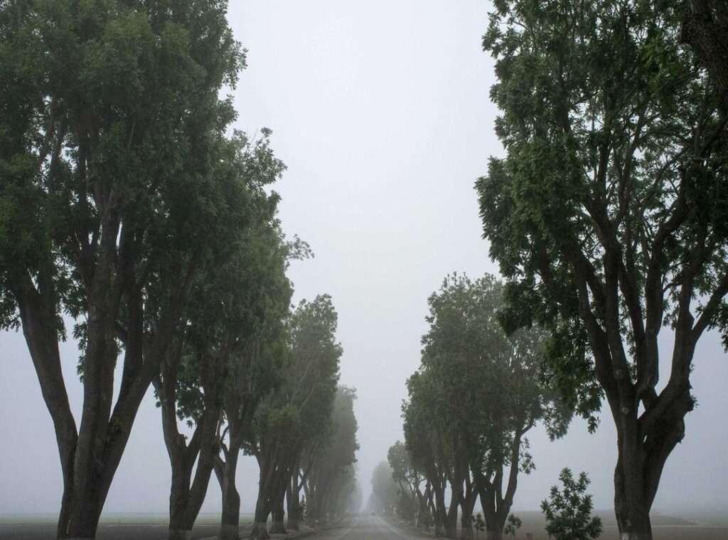 andreea bostanica goala