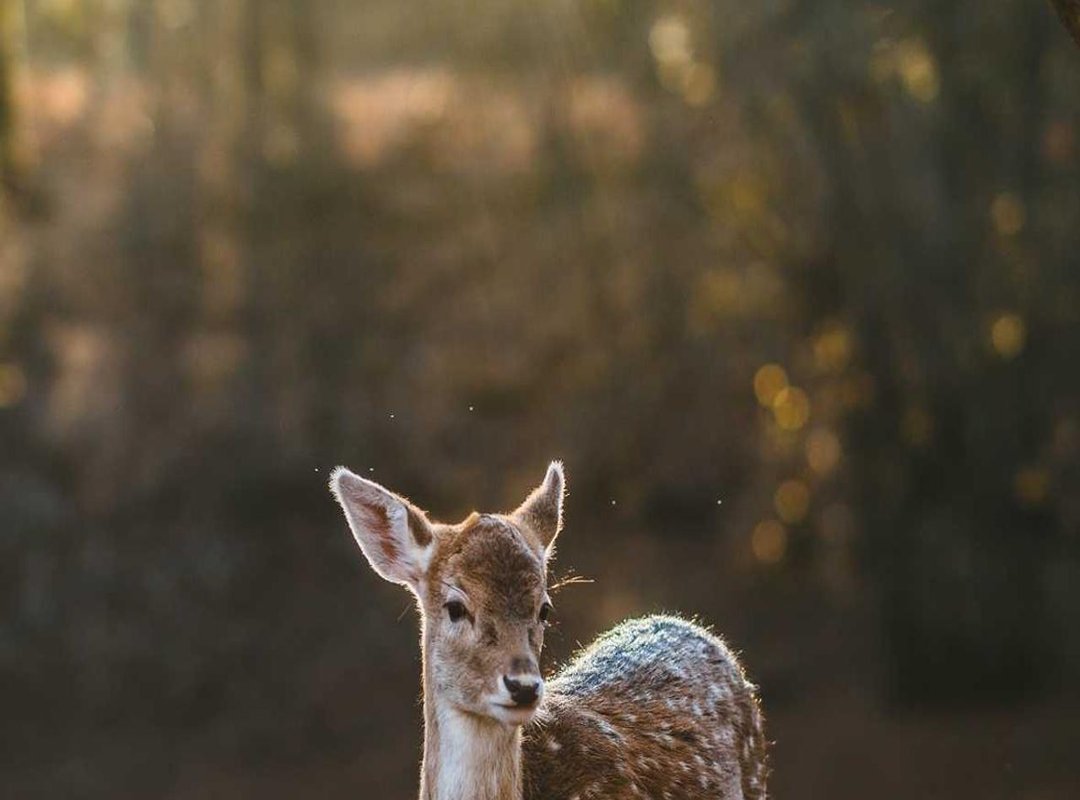 Bringing Your Art to Life: Basic Colouring and Shading Techniques